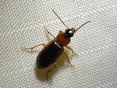 Stenolophus dissimilis