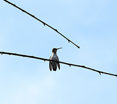 Archilochus colubris