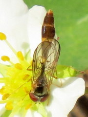 Baccha cognata