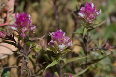 Orthocarpus cuspidatus