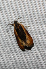 Olethreutes nigranum