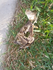 Epinephelus coioides