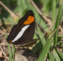 Adelpha calliphane