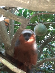 Plecturocebus discolor