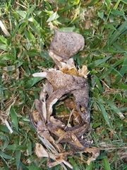 Epinephelus coioides