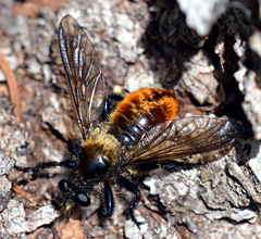 Laphria janus