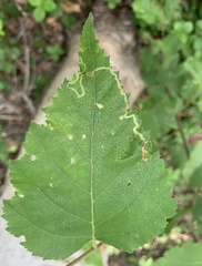 Agromyza alnibetulae