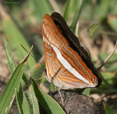 Adelpha calliphane