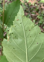 Agromyza alnibetulae