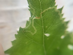 Agromyza alnibetulae