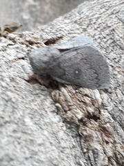 Syssphinx heiligbrodti