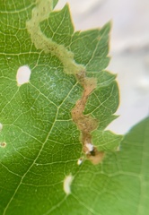 Agromyza alnibetulae