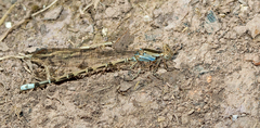 Argia elongata