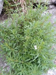 Galium spurium