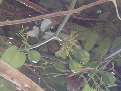 Aristolochia acuminata