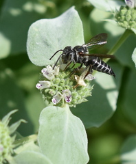 Coelioxys octodentatus