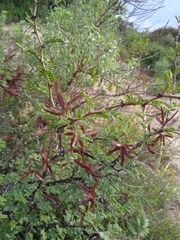Mimosa aculeaticarpa biuncifera