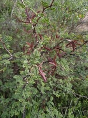 Mimosa aculeaticarpa biuncifera