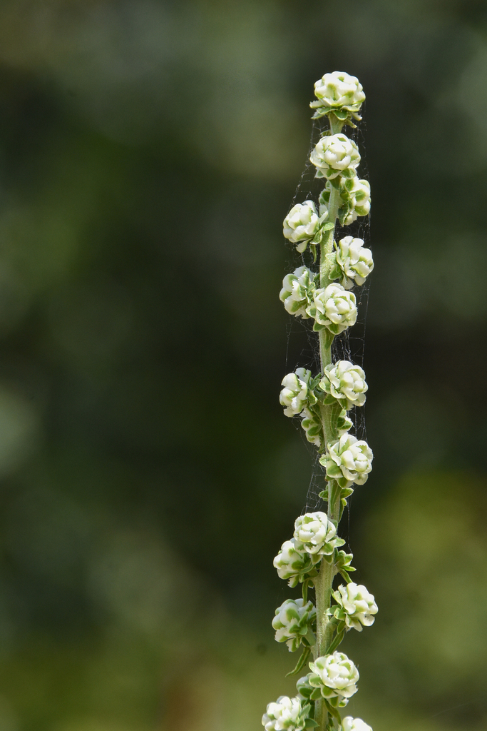 Liatris aspera, Nickel Preserve, Cherokee Co., OK, USA