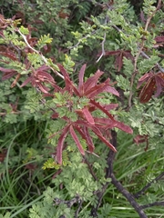 Mimosa aculeaticarpa biuncifera