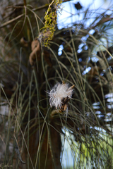 Tillandsia juncea