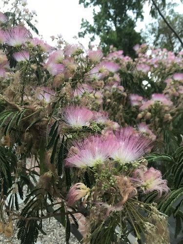 photo of Mimosa, Silk Trees, False-thorns, And Allies (Albizia)