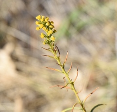 Acamptopappus sphaerocephalus