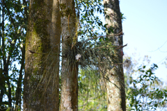 Tillandsia juncea