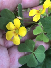 Oxalis suksdorfii