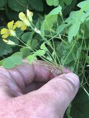 Oxalis suksdorfii