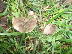 Agaricales