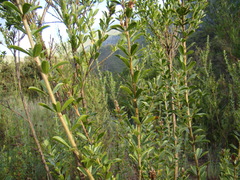 Psoralea spicata