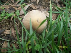 Agaricales