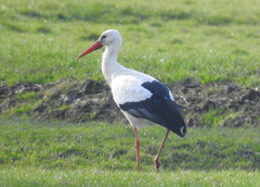 Ciconia ciconia