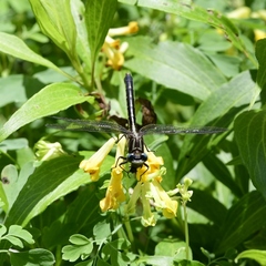 Arigomphus