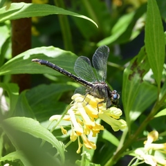 Arigomphus