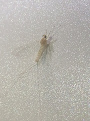 Maccaffertium mediopunctatum