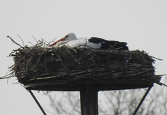 Ciconia ciconia