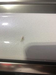 Maccaffertium mediopunctatum