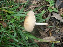 Agaricales