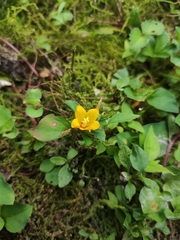 Lysimachia congestiflora