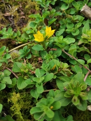Lysimachia congestiflora