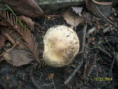 Agaricales