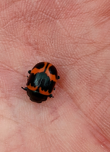 Swamp Milkweed Leaf Beetle photo 6