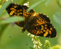 Phyciodes batesii