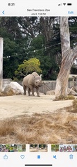 Rhinocerotidae