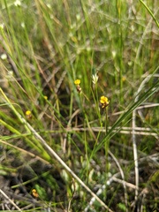 Xyris montana