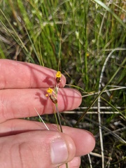 Xyris montana