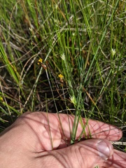 Xyris montana