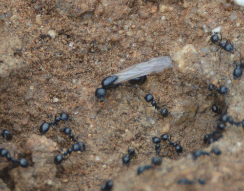 Veromessor pergandei